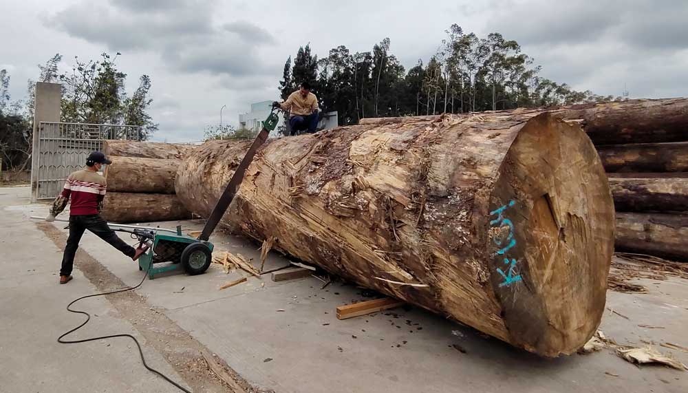 工作日志：加工北美大口徑鐵杉原木